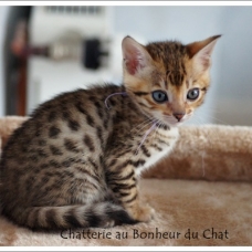 Image pour l'annonce Magnifique chaton Bengal LOOF