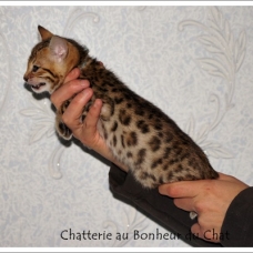 Image pour l'annonce Magnifique chaton Bengal LOOF