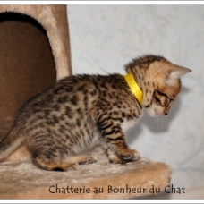 Image pour l'annonce Magnifique chaton Bengal LOOF