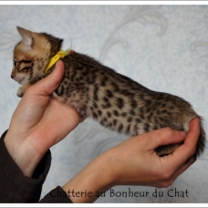Image pour l'annonce Magnifique chaton Bengal LOOF