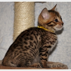 Image pour l'annonce Magnifique chaton Bengal LOOF