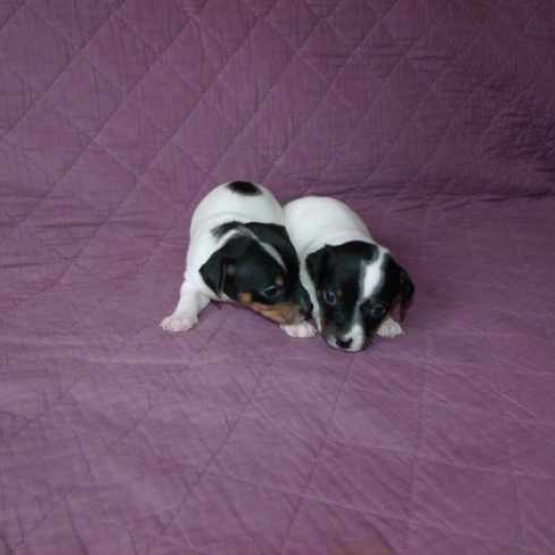 Image pour l'annonce Sperbes chiot de type Jack Russell