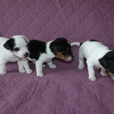 Image pour l'annonce Sperbes chiot de type Jack Russell