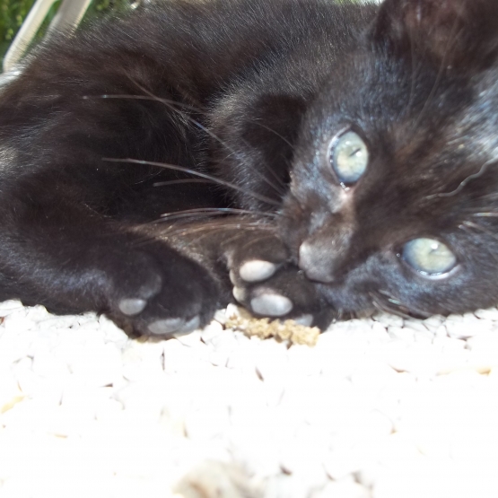 Image pour l'annonce 3 petits chats