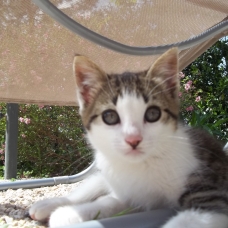 Image pour l'annonce 3 petits chats