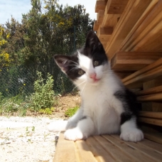 Image pour l'annonce 3 petits chats