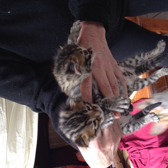 Image pour l'annonce Vends 2 chatons Bengal