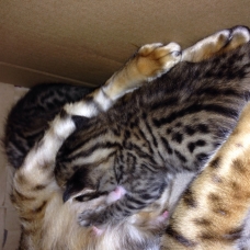 Image pour l'annonce Vends 2 chatons Bengal