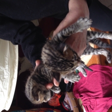 Image pour l'annonce Vends 2 chatons Bengal