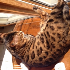 Image pour l'annonce Vends 2 chatons Bengal