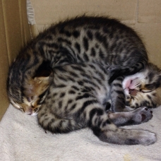 Image pour l'annonce Vends 2 chatons Bengal