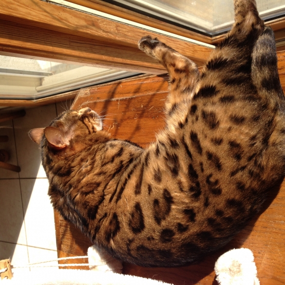 Image pour l'annonce Chaton type bengal