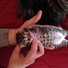 Image pour l'annonce Chaton type bengal