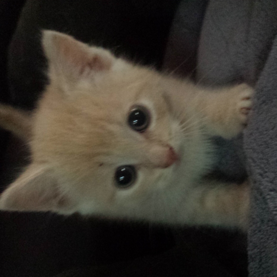 Image pour l'annonce chatons