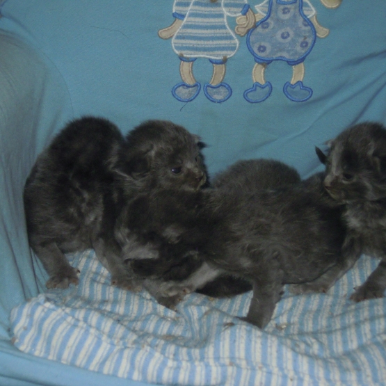 Image pour l'annonce chatons maine coon non loof