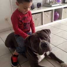 Image pour l'annonce Vend Américan bully