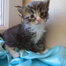 Image pour l'annonce Chaton Maine Coon Brown blotched tabby loof femelle