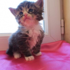 Image pour l'annonce Chaton Maine Coon Brown blotched tabby loof femelle