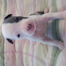 Image pour l'annonce chiot femelle american staff lof a reserver
