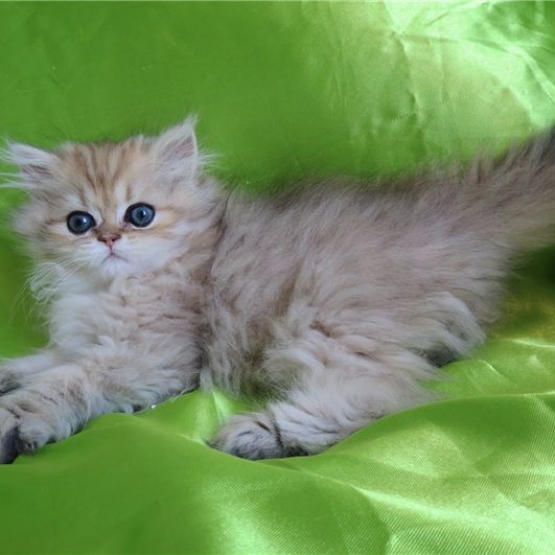 Image pour l'annonce Chatons persans golden loof