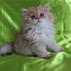Image pour l'annonce Chatons persans golden loof
