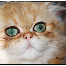 Image pour l'annonce Chatons persans golden loof