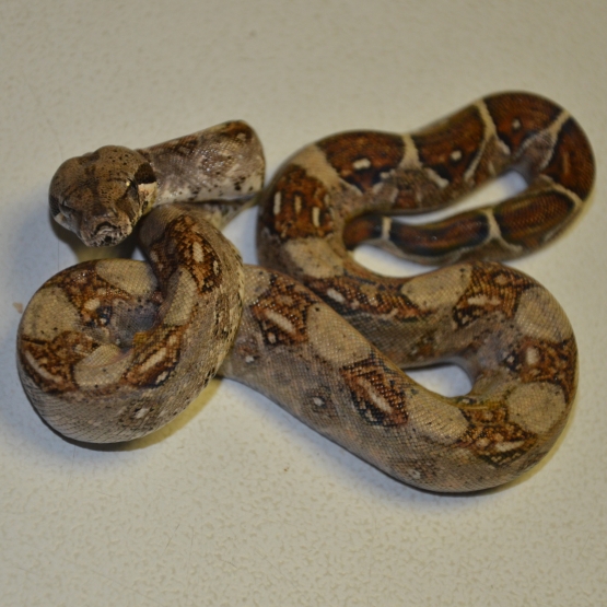 Image pour l'annonce Superbes bébés Boa constrictor imperator