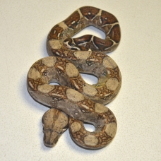 Image pour l'annonce Superbes bébés Boa constrictor imperator