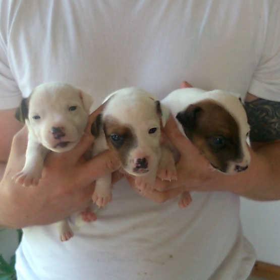 Image pour l'annonce chiots jack russel