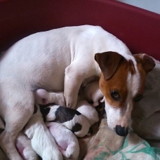 Image pour l'annonce chiots jack russel
