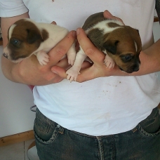 Image pour l'annonce chiots jack russel