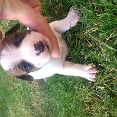 Image pour l'annonce chiots jack russel