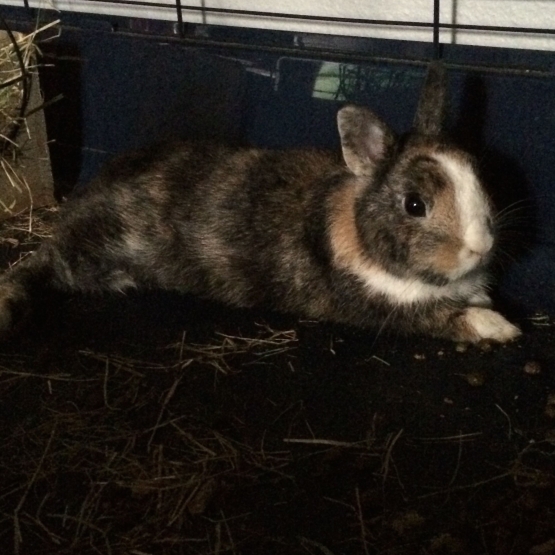 Image pour l'annonce Lapin nain
