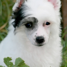 Image pour l'annonce 2 chiots de race chien chinois a crête variété houppette LOF
