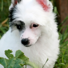 Image pour l'annonce 2 chiots de race chien chinois a crête variété houppette LOF