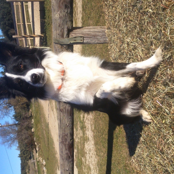 Image pour l'annonce saillie border collie