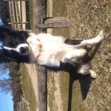 Image pour l'annonce saillie border collie