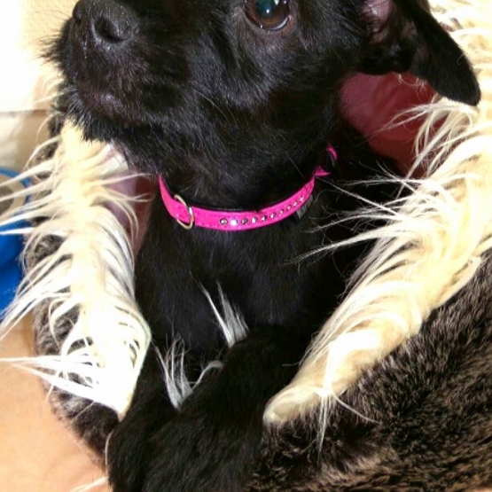 Image pour l'annonce vend chienne Yorkshire/teckel