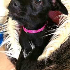 Image pour l'annonce vend chienne Yorkshire/teckel