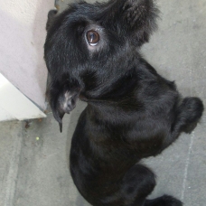 Image pour l'annonce vend chienne Yorkshire/teckel