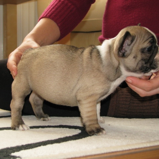 Image pour l'annonce Magnifiques chiots type bouledogue français