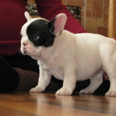 Image pour l'annonce Magnifiques chiots type bouledogue français