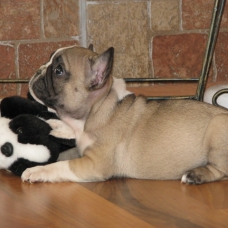 Image pour l'annonce Magnifiques chiots type bouledogue français