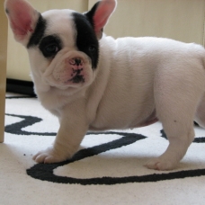 Image pour l'annonce Magnifiques chiots type bouledogue français