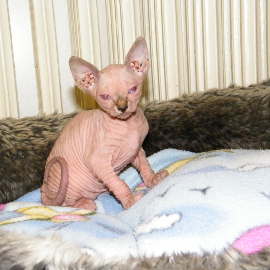 Image pour l'annonce MAGNIFIQUE BB SPHYNX AU LOOF NON STERILISES