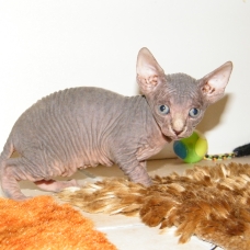 Image pour l'annonce MAGNIFIQUE BB SPHYNX AU LOOF NON STERILISES