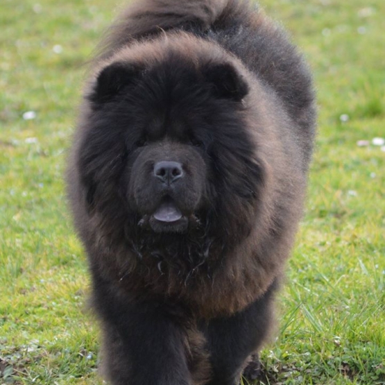 Image pour l'annonce bébés chow chow a réservé
