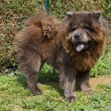 Image pour l'annonce bébés chow chow a réservé