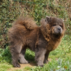 Image pour l'annonce bébés chow chow a réservé