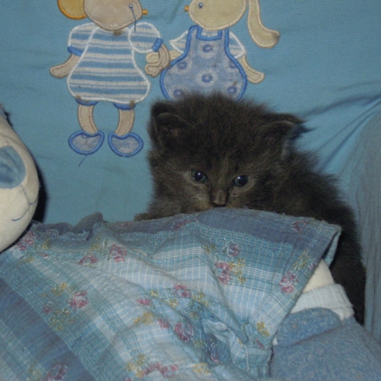 Image pour l'annonce chatons maine coon non loof